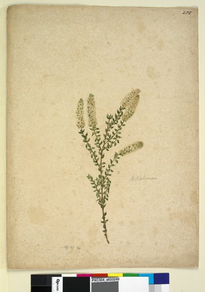 Page 255. Melaleuca by John William Lewin