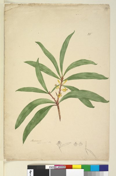Persoonia salicina by John William Lewin