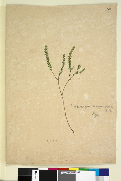 Page 260. Leucopogon margarodes by John William Lewin