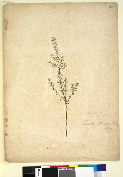 Page 261. Lissanthe strigosa by John William Lewin