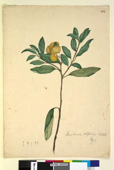 Page 264. Pomaderris elliptica by John William Lewin
