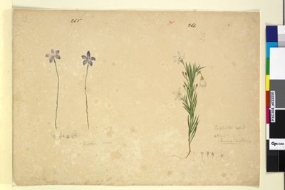 Page 265. Glossodia minor; 266. Ricinocarpus by John William Lewin