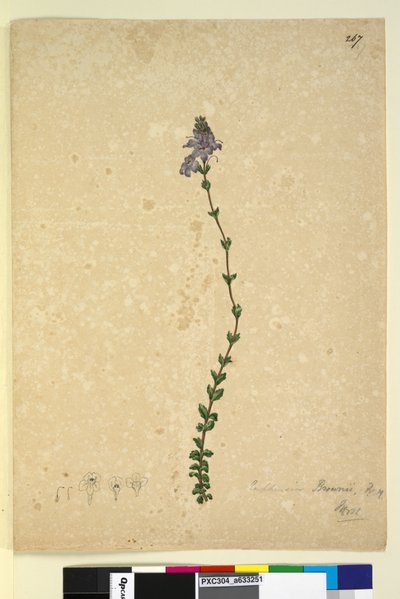 Page 267. Euphrasia brownii by John William Lewin