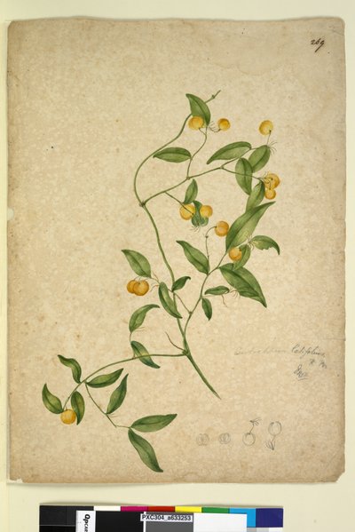 Page 269. Eustrephus latifolius by John William Lewin