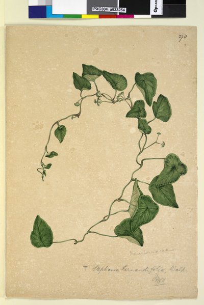 Page 270. Stephania hernandiaefolia by John William Lewin