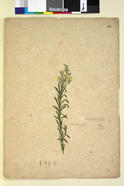 Page 272. Goodenia heterophylla by John William Lewin