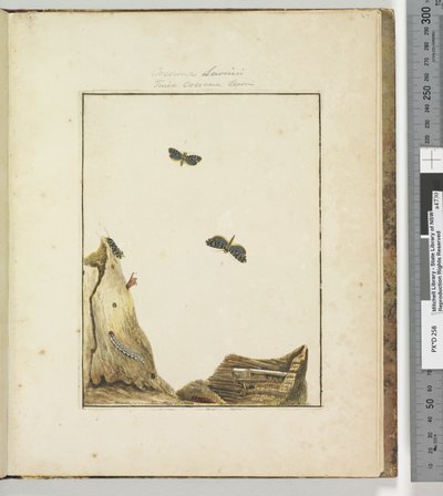 Page 27. Plate 7 Cossuna Lewinii Tinea Cossuna Lewin, 1803-04 by John William Lewin