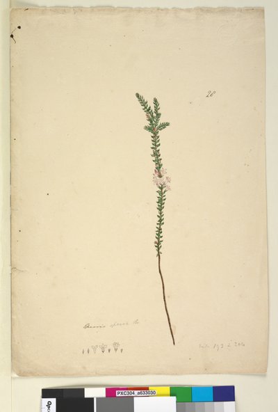 Epacris sparsa by John William Lewin