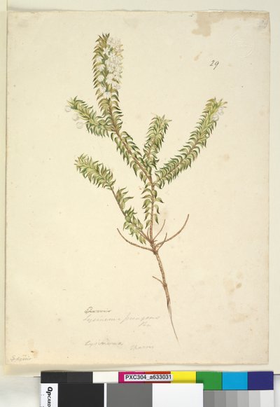 Lysinema by John William Lewin