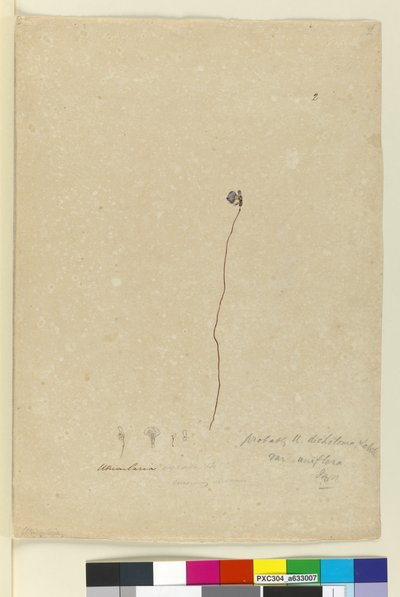 Utricularia dichotoma by John William Lewin