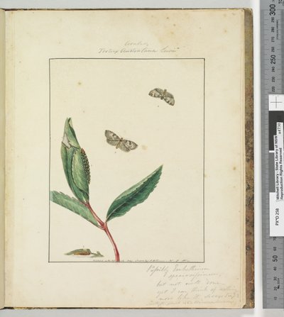 Page 31. Plate 8 Ara.. Tortrix Australana Lewin, 1803-04 by John William Lewin