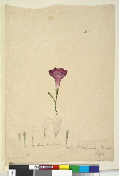 Ipomoea palmata by John William Lewin