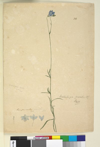 Wahlenbergia gracilis by John William Lewin