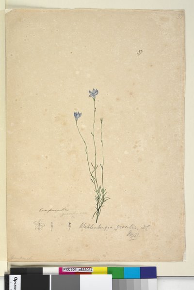 Wahlenbergia gracilis by John William Lewin