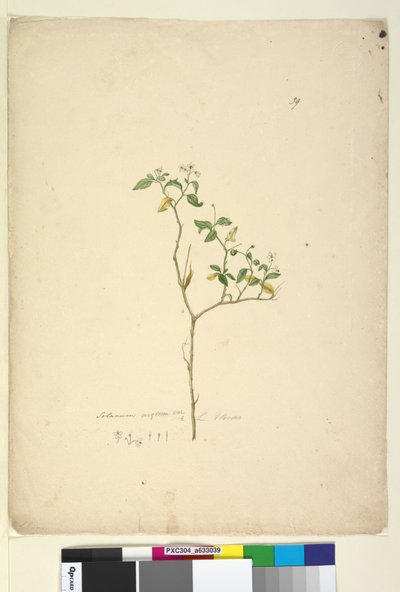 Solanum nigrum by John William Lewin
