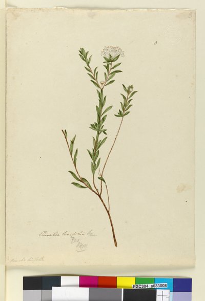 Pimelea linifolia by John William Lewin