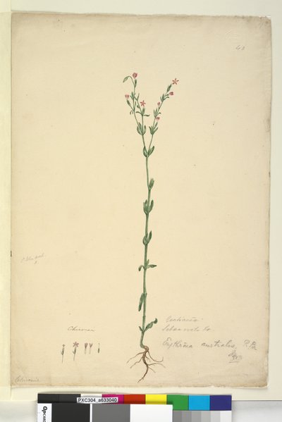 Page 40. Erythraea australis by John William Lewin