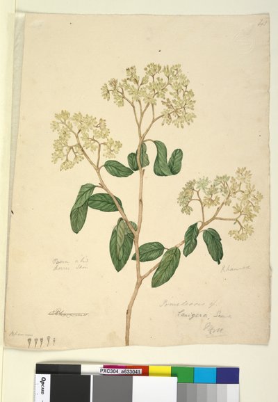 Page 41. Pomaderris lanigera by John William Lewin