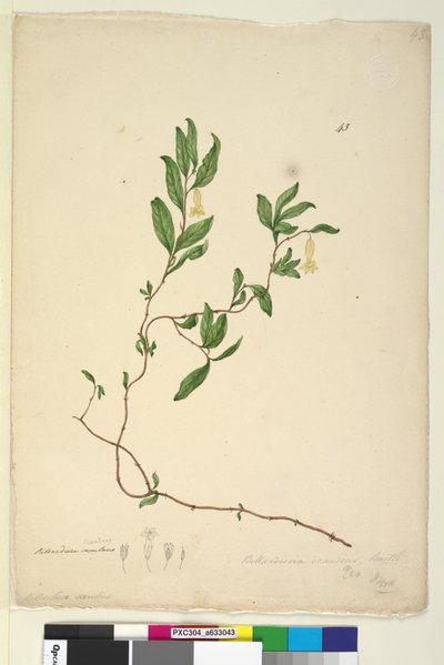 Page 43. Billardiera scandens by John William Lewin