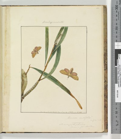 Page 43. Plate 11 Bombyx Nasuta, 1803-04 by John William Lewin