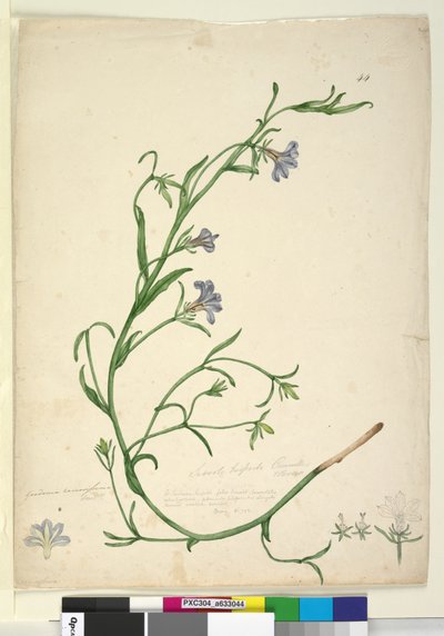 Page 44. Goodenia ramosissima by John William Lewin
