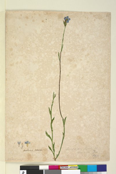 Page 45. Dampiera stricta by John William Lewin