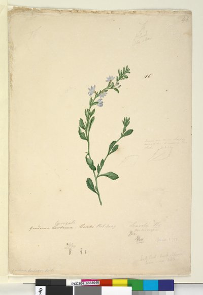 Page 46. Goodenia laevigata by John William Lewin