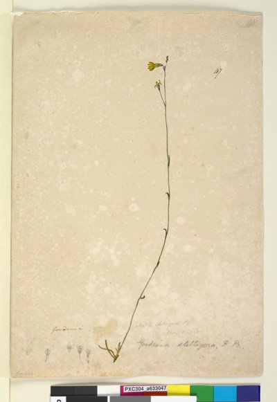Page 47. Goodenia Stelligera by John William Lewin