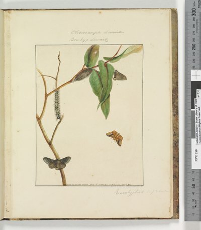 Page 47. Plate 12 Clisiocampa Lewinae Bombyx Lewinae, 1803-04 by John William Lewin