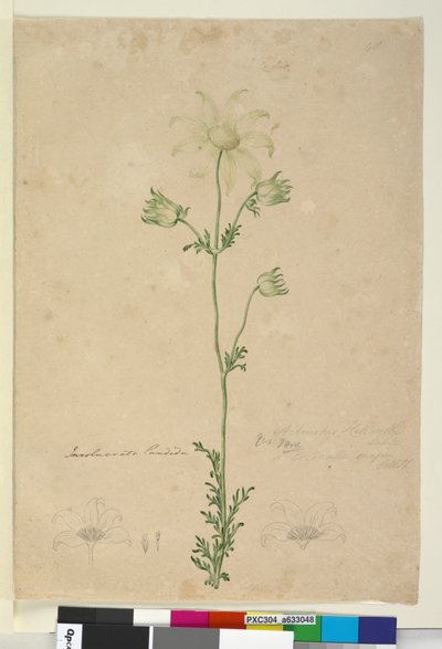 Page 48. Actinotus Helianthi by John William Lewin