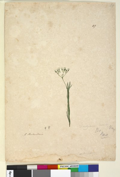 Page 49. Trachymene linearis by John William Lewin
