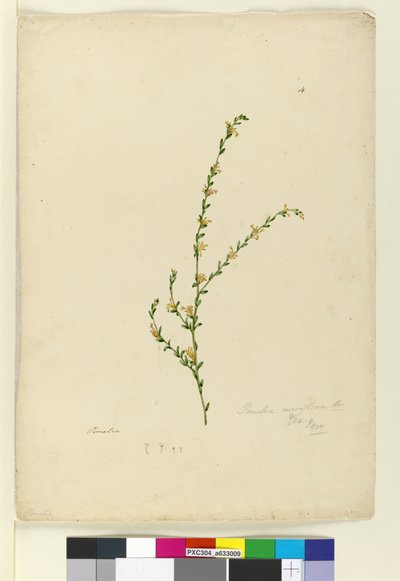 Pimelea curviflora by John William Lewin