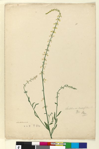 Page 51. Stackhousia by John William Lewin