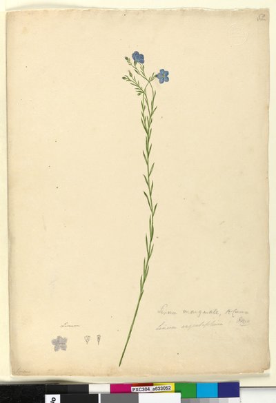 Page 52. Linum marginale by John William Lewin