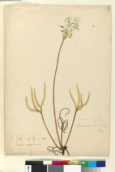 Page 53. Drosera binata by John William Lewin