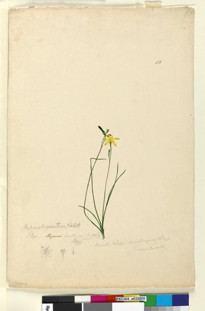 Page 55. Hypoxis hygrometrica by John William Lewin