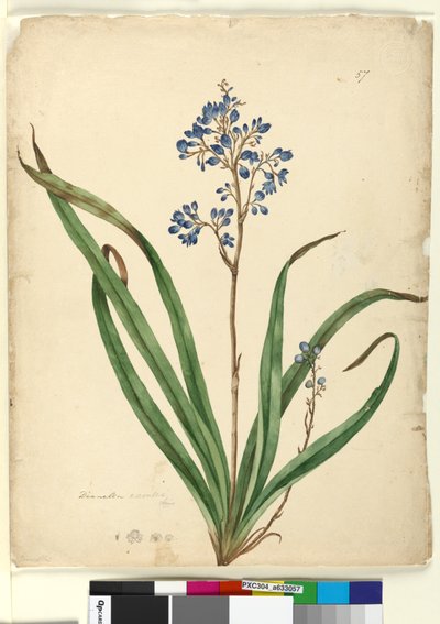 Page 57. Dianella caerulea by John William Lewin