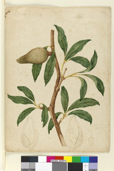 Xylomelum pyriforme by John William Lewin