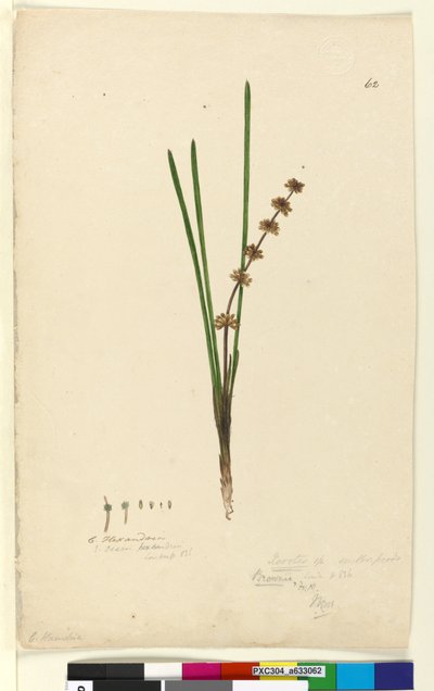 Page 62. Xerotes Lomandra multiflora by John William Lewin
