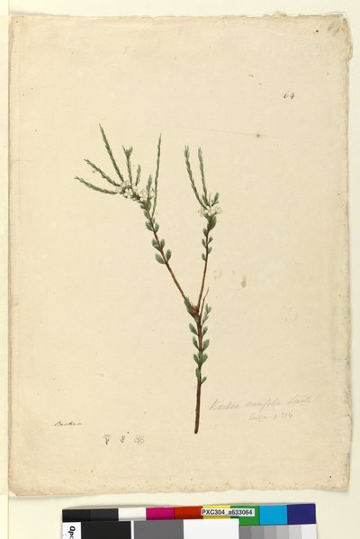 Page 64. Baeckea densifolia by John William Lewin