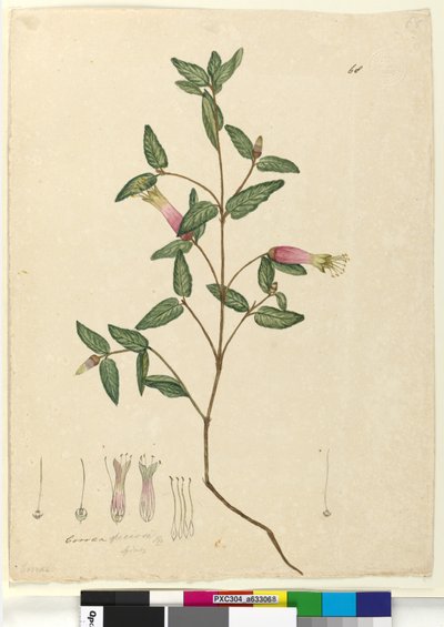 Page 68. Correa speciosa by John William Lewin