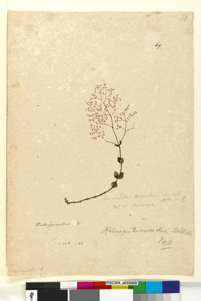 Page 69. Gonocarpus teucrioides by John William Lewin