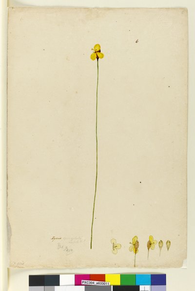 Xyris operculata by John William Lewin