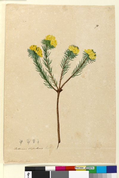 Page 70. Pultenaea stipularis by John William Lewin