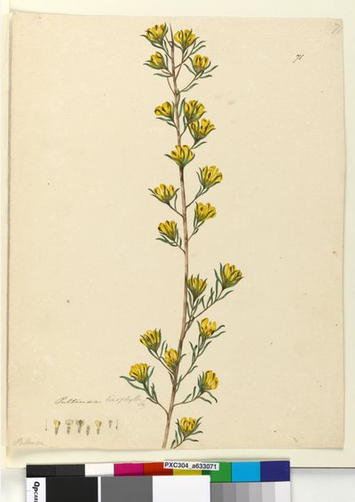 Page 71. Pultenaea linophylla by John William Lewin