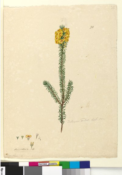 Page 73. Dillwynia Rubis? by John William Lewin