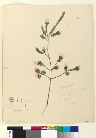 Page 76. Darwinia fascicularis by John William Lewin