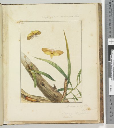 Page 7. Pl.2 Cryptophasa Rebescens Lew, 1803-04 by John William Lewin
