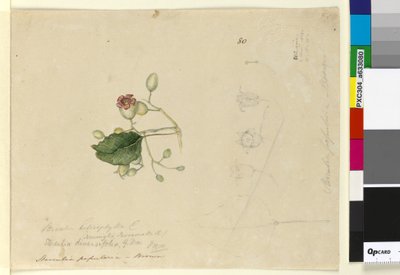 Page 80. Sterculia diversifolia by John William Lewin
