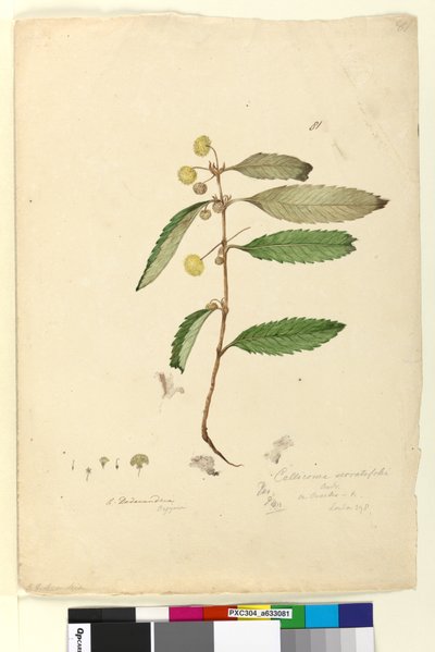 Page 81. Callicoma serratifolia by John William Lewin